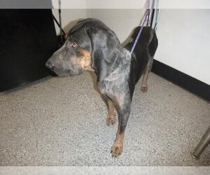 Bluetick Coonhound Dogs for adoption in Henderson, NV, USA