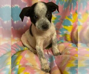 Mutt Dogs for adoption in League City, TX, USA