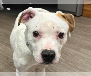 American Pit Bull Terrier-Unknown Mix Dogs for adoption in Martinez, CA, USA