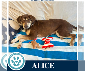 Mutt Dogs for adoption in Kimberton, PA, USA