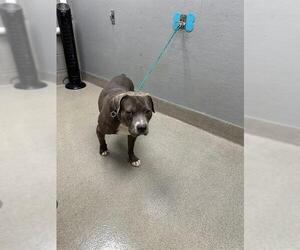 American Pit Bull Terrier-Unknown Mix Dogs for adoption in Las Vegas, NV, USA
