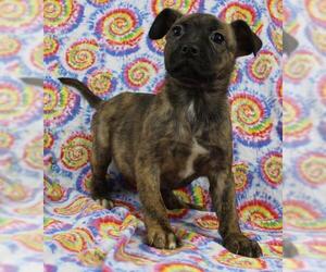 Boston Terrier-Boxer Mix Dogs for adoption in Morton Grove, IL, USA