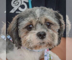 Shih Tzu Dogs for adoption in Huntley, IL, USA