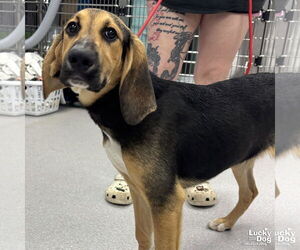 Retriever -Unknown Mix Dogs for adoption in Washington, DC, USA