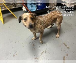 Mutt Dogs for adoption in Ocala, FL, USA