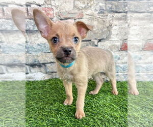 Rat-Cha Dogs for adoption in Corona, CA, USA