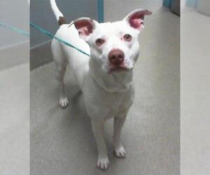 American Pit Bull Terrier-Unknown Mix Dogs for adoption in Las Vegas, NV, USA
