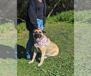 German Shepherd Dog-Unknown Mix Dogs for adoption in San Diego, CA, USA