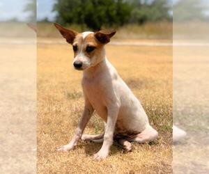 Jack Russell Terrier Dogs for adoption in PIPE CREEK, TX, USA