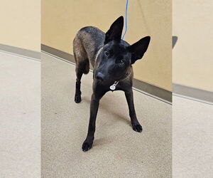 Mutt Dogs for adoption in Imlay City, MI, USA