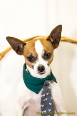 Chihuahua Dogs for adoption in north little rock, AR, USA