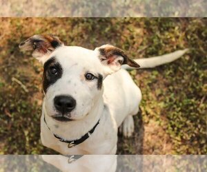 American Pit Bull Terrier-Unknown Mix Dogs for adoption in Fort Worth, TX, USA