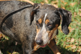 Catahoula Leopard Dog Dogs for adoption in Tampa, FL, USA