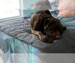 Labrador Retriever Dogs for adoption in COLUMBIA, MD, USA