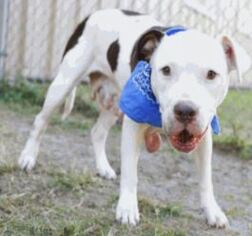 Staffordshire Bull Terrier-Unknown Mix Dogs for adoption in Littleton, CO, USA