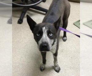 Siberian Husky-Unknown Mix Dogs for adoption in Riverside, CA, USA