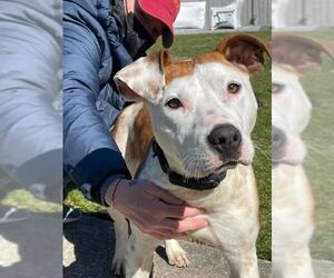 Mutt Dogs for adoption in Southampton, NY, USA