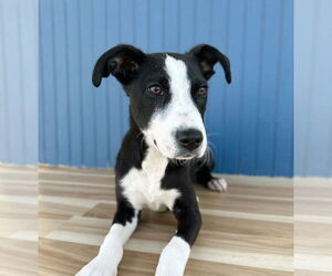 Borador Dogs for adoption in Lakewood, CO, USA