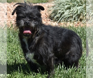 Affen Tzu Dogs for adoption in Palo Alto, CA, USA