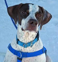 Pointer Dogs for adoption in Negaunee, MI, USA