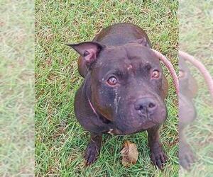 American Staffordshire Terrier Dogs for adoption in Fort Lauderdale, FL, USA
