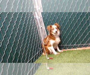 Mutt Dogs for adoption in Downey, CA, USA