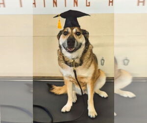 German Shepherd Dog-Unknown Mix Dogs for adoption in Fort Collins, CO, USA