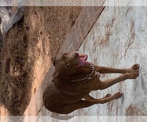 Chihuahua-Labrador Retriever Mix Dogs for adoption in Los Angeles, CA, USA