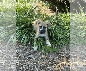 Mutt Dogs for adoption in Holly Springs, NC, USA