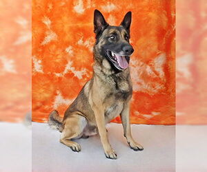 German Shepherd Dog Dogs for adoption in Pasadena, CA, USA