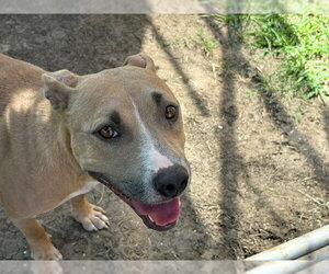 Mutt Dogs for adoption in Tulsa, OK, USA