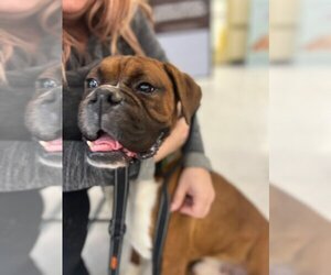 Boxer Dogs for adoption in Turlock, CA, USA