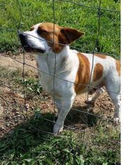 Beagi Dogs for adoption in Martinsburg, WV, USA