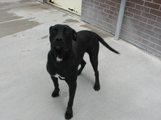 American Pit Bull Terrier-Labrador Retriever Mix Dogs for adoption in McPherson, KS, USA