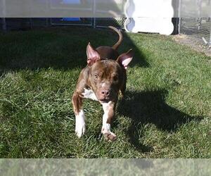 American Pit Bull Terrier-Unknown Mix Dogs for adoption in Decatur, IL, USA
