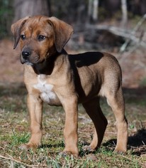 Medium Photo #1 Labrador Retriever-Mountain Cur Mix Puppy For Sale in Arlington, VA, USA