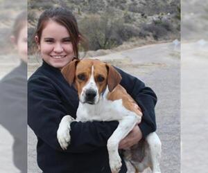 Beagle Dogs for adoption in Globe, AZ, USA