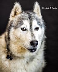 Siberian Husky Dogs for adoption in Snow Camp, NC, USA