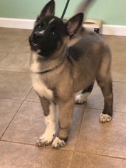 Akita Dogs for adoption in Calverton, NY, USA