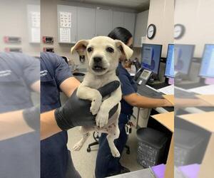 Chihuahua-Unknown Mix Dogs for adoption in Visalia, CA, USA