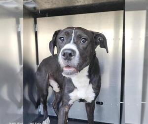 Labrador Retriever-Unknown Mix Dogs for adoption in San Antonio, TX, USA