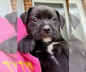 Boxer-Unknown Mix Dogs for adoption in Hillsboro, MO, USA
