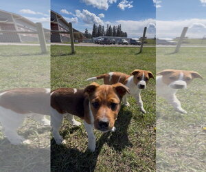 Mutt Dogs for adoption in Polson, MT, USA