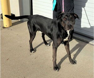 Labrador Retriever-Unknown Mix Dogs for adoption in Louisville, KY, USA