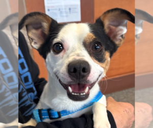 Jack Chi Dogs for adoption in Greenbelt, MD, USA