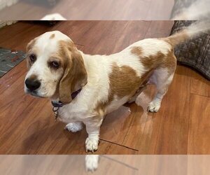 Basset Hound Dogs for adoption in Petaluma, CA, USA