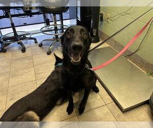 German Shepherd Dog-Unknown Mix Dogs for adoption in Grand Prairie, TX, USA