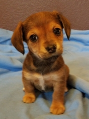 Chiweenie Dogs for adoption in House Springs, MO, USA
