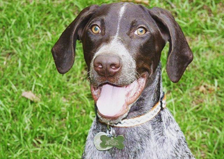 German Shorthaired Pointer Dogs for adoption in Fayetteville, GA, USA