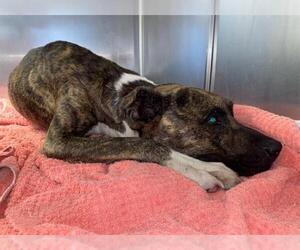 Mutt Dogs for adoption in San Antonio, TX, USA